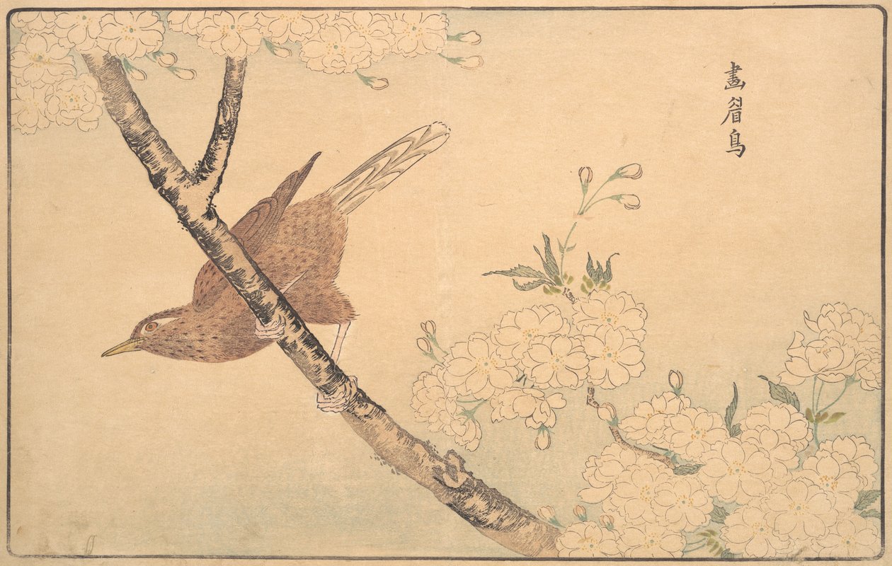 De grijze lijster door Kitao Masayoshi