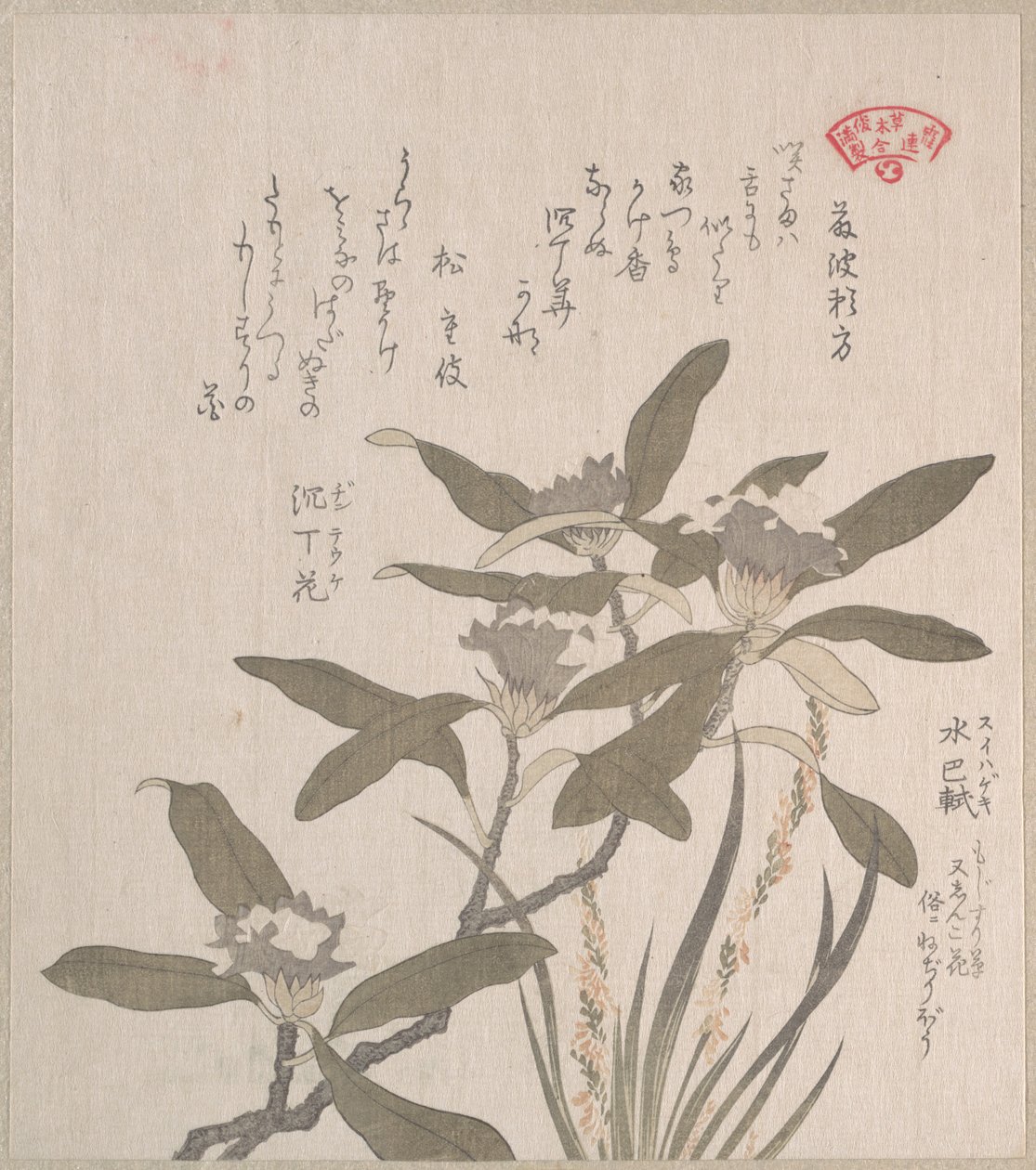 Daphne odora en Mojisuri-so door Kubo Shunman