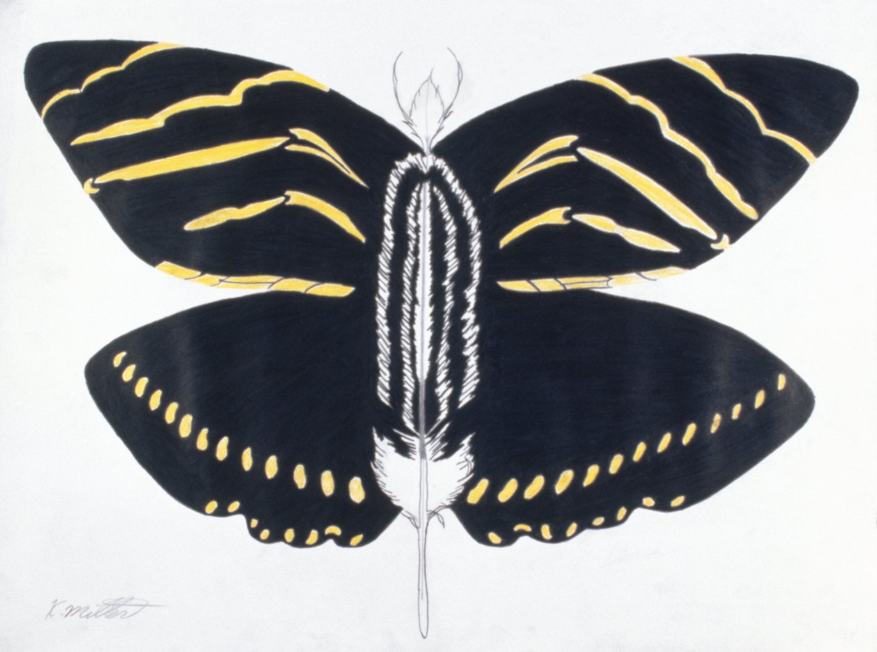 Gevederde vlinder, 2004 (kleurpotlood op papier) door Kurtis L. Miller