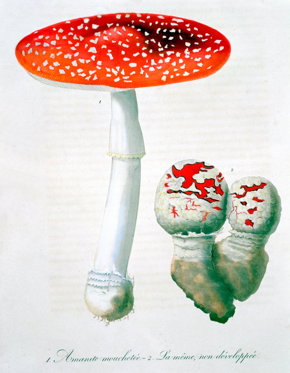 Amanita Muscaria Vliegenzwam, 1821 door LFJ Hoquart