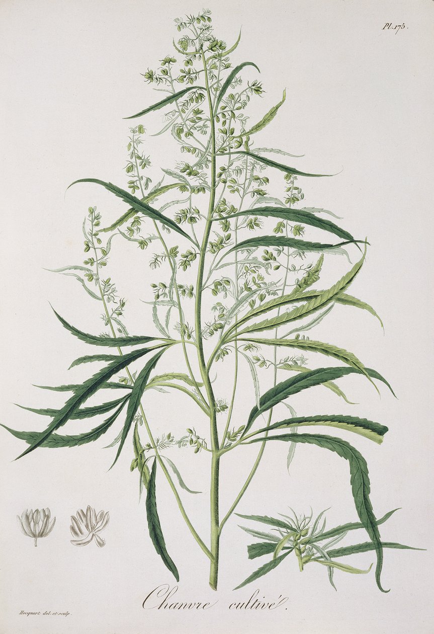 Cannabis Sativa uit 