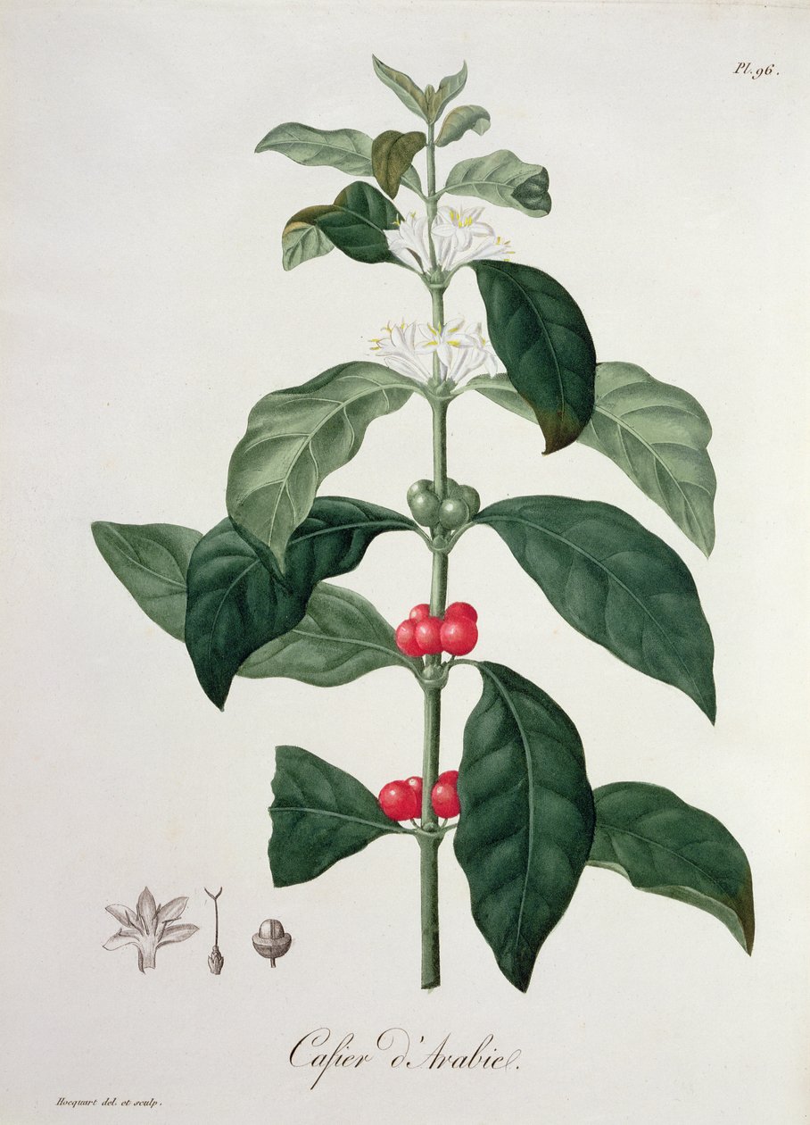 Coffea Arabica uit 