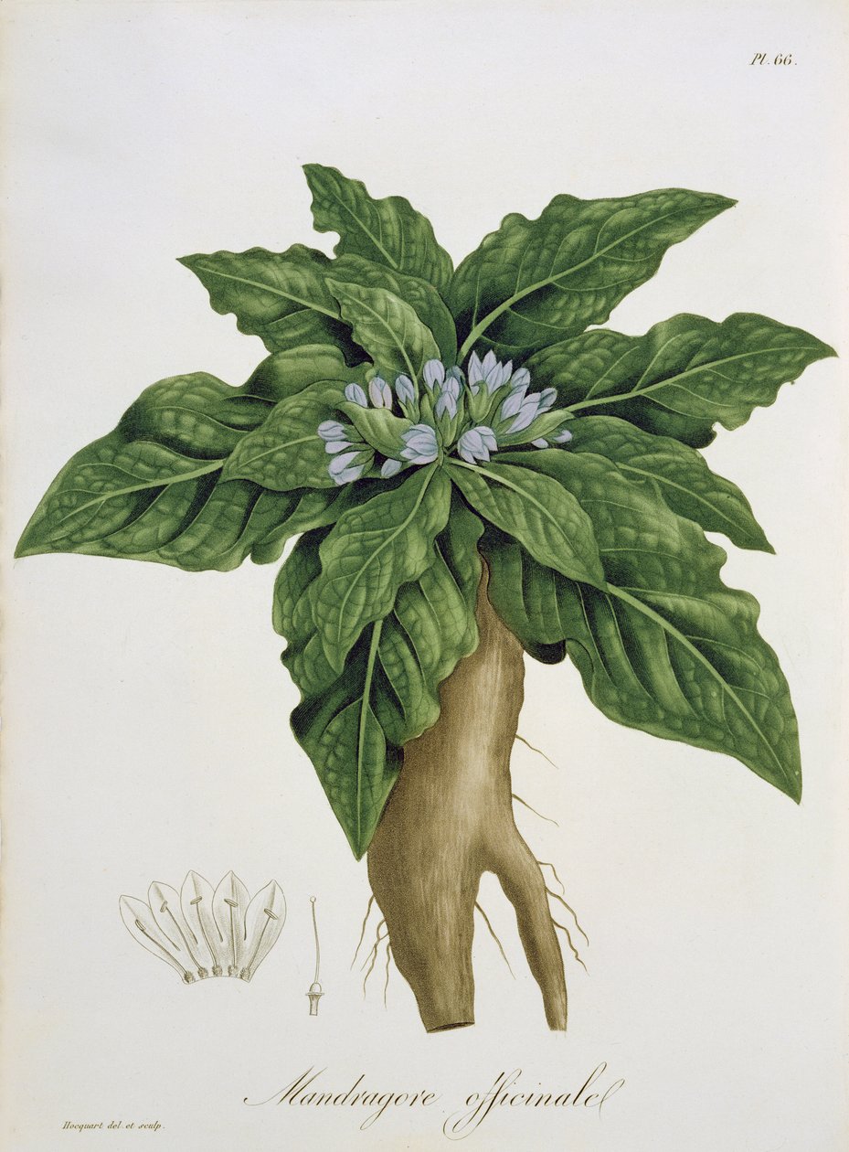 Mandragora Officinarum uit 
