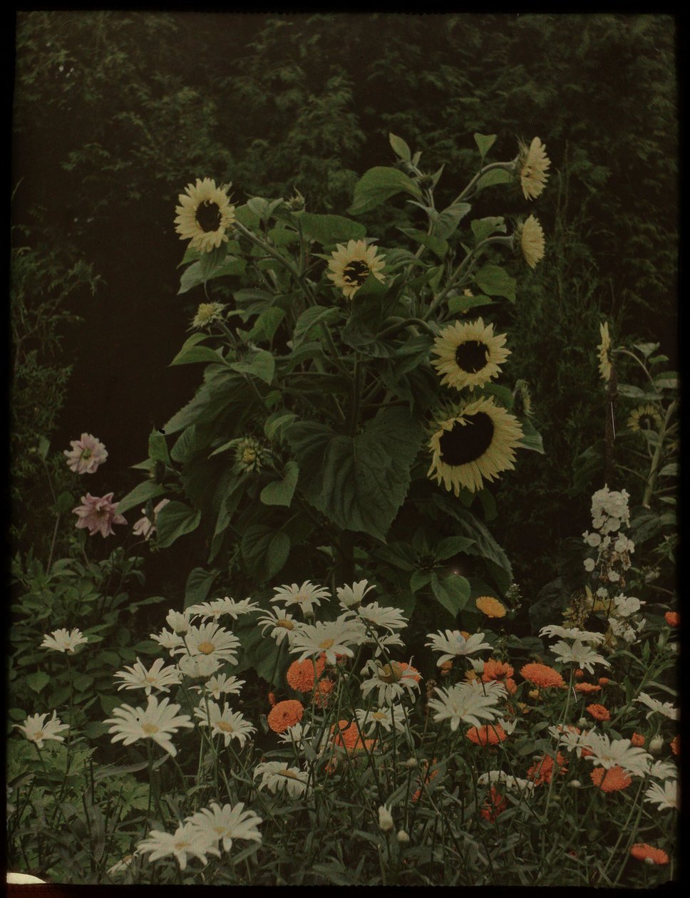 Tuin van het huis Kersbergen, Zeist, met onder andere zonnebloemen door Lambertus Hendrik van Berk
