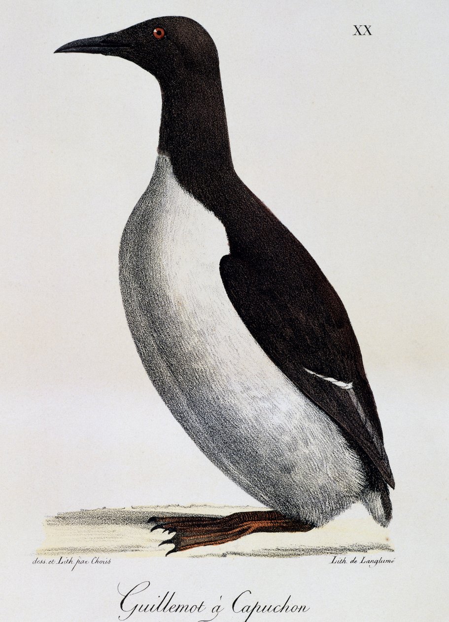 Zeekoet (Uria aalge), uit Voyage pittoresque autour du monde door Langlume Langlume