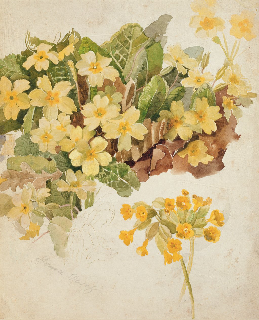 Studie van sleutelbloemen en koekoeksbloemen door Laura Darcy Strutt
