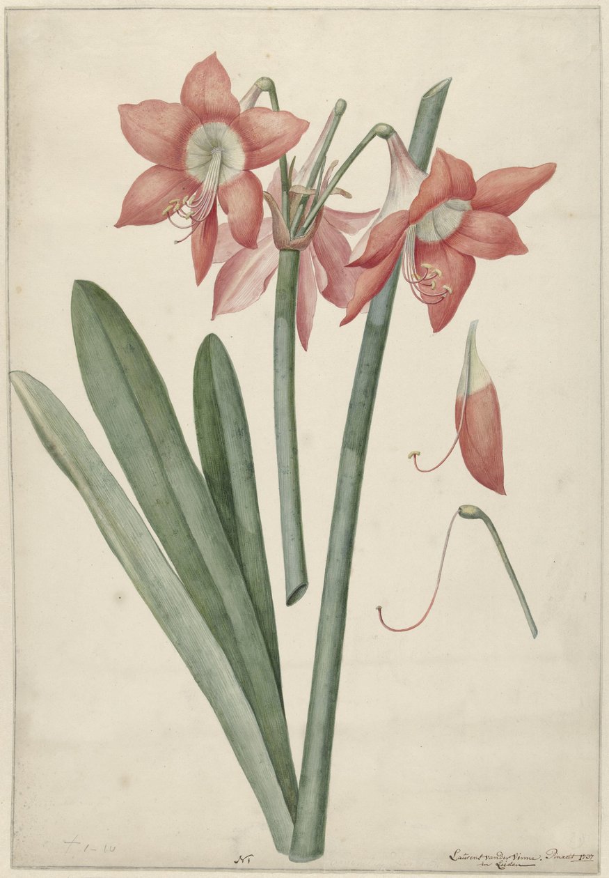 Amaryllis Haworthia Margaritiferas door Laurens Jacobsz. van der Vinne