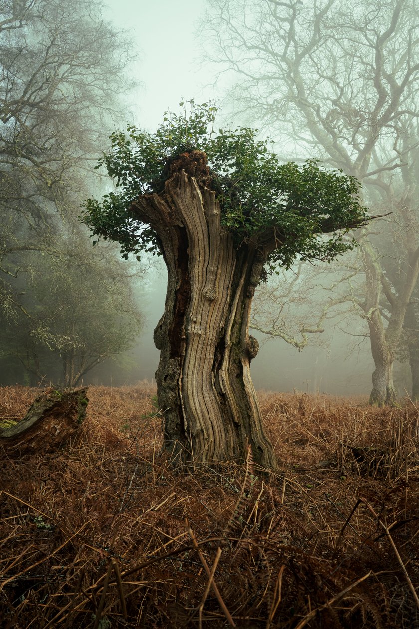 Oude Bonsai, 2025 (foto) door Lee Cooper