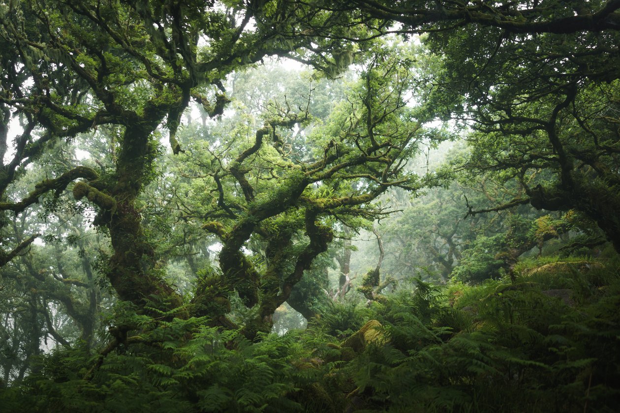 Nocturne Grove, 2020 (foto) door Lee Cooper