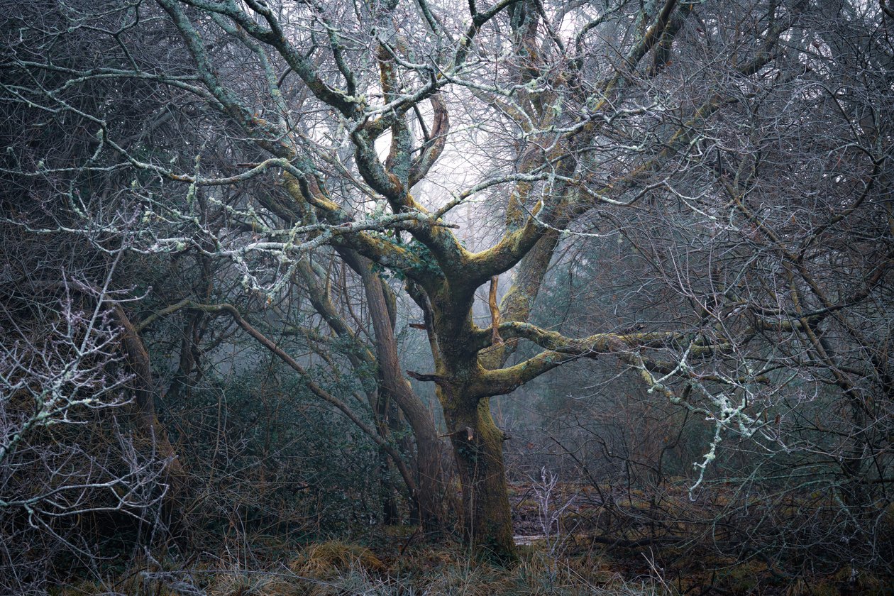 Roots of Time, 2022 (foto) door Lee Cooper