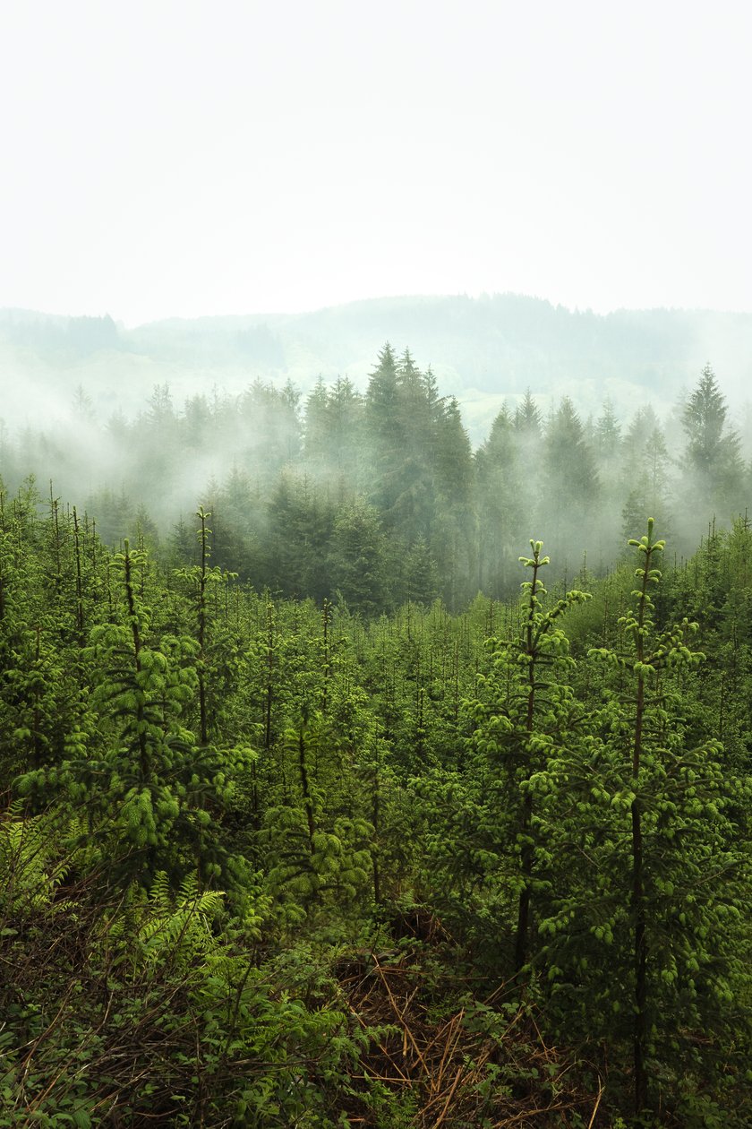 Lentediepte, 2024 (foto) door Lee Cooper