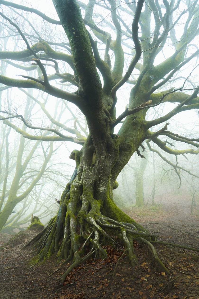 De lente ontvouwt zich, 2024 (foto) door Lee Cooper