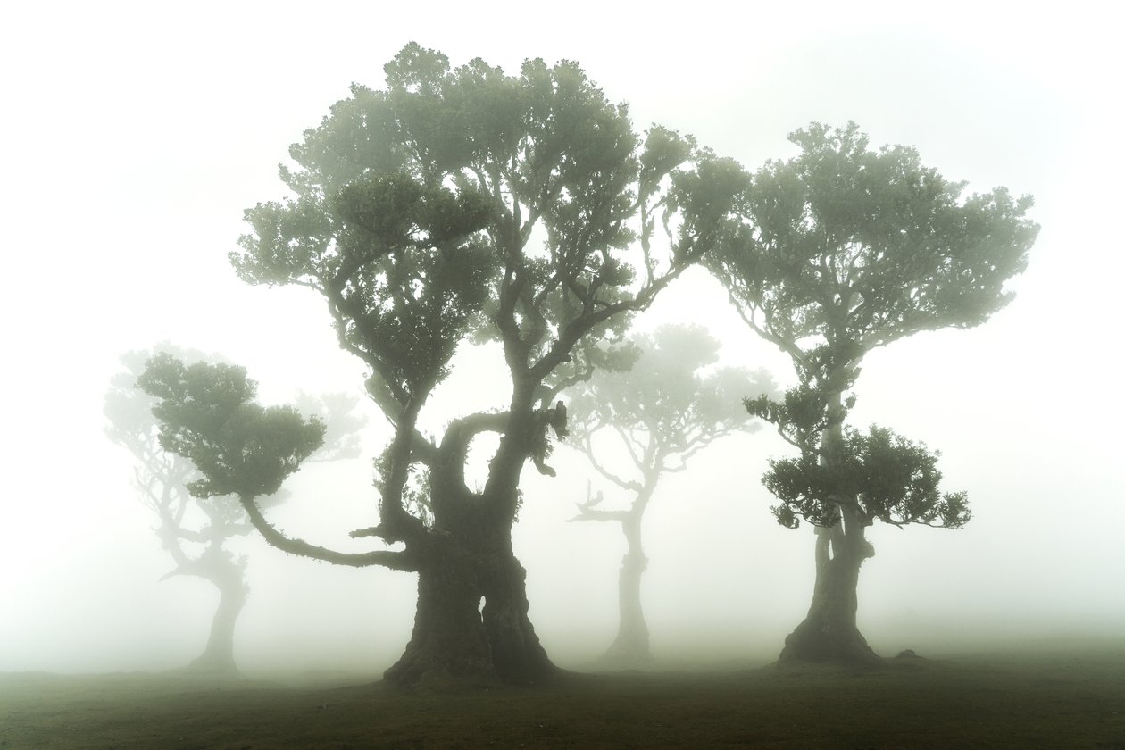 Het bos blijft, 2023 (foto) door Lee Cooper
