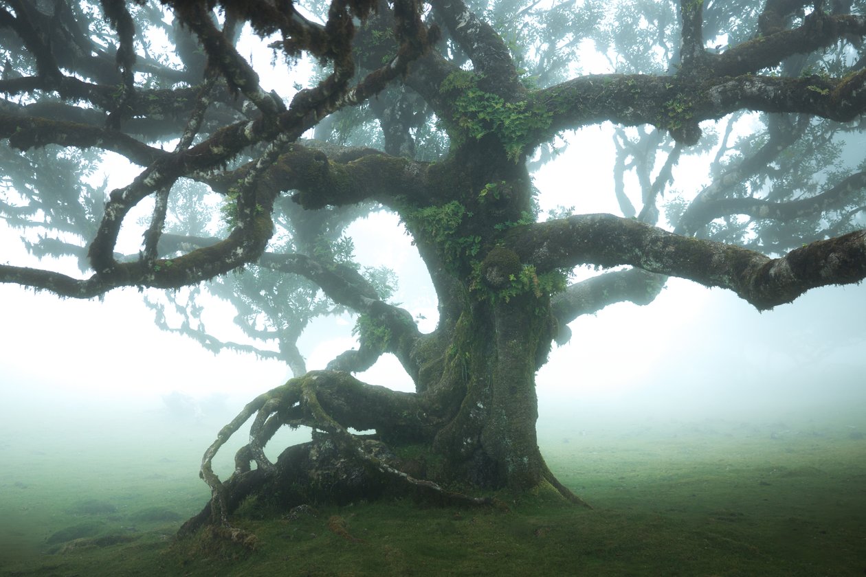 Het bos blijft IIII, 2023 (foto) door Lee Cooper
