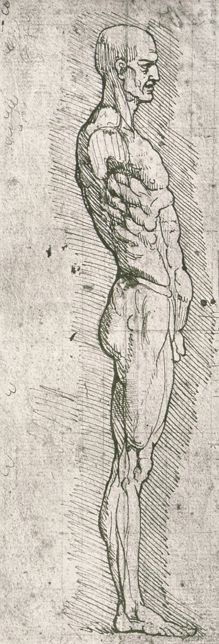 Anatomische studie door Leonardo da Vinci