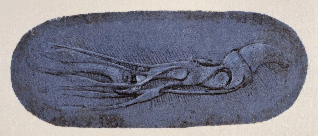 Anatomiestudie door Leonardo da Vinci