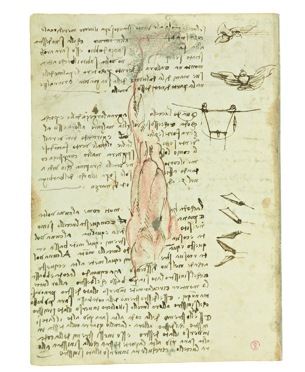 Codex over de vlucht van vogels, Folio 17 verso door Leonardo da Vinci