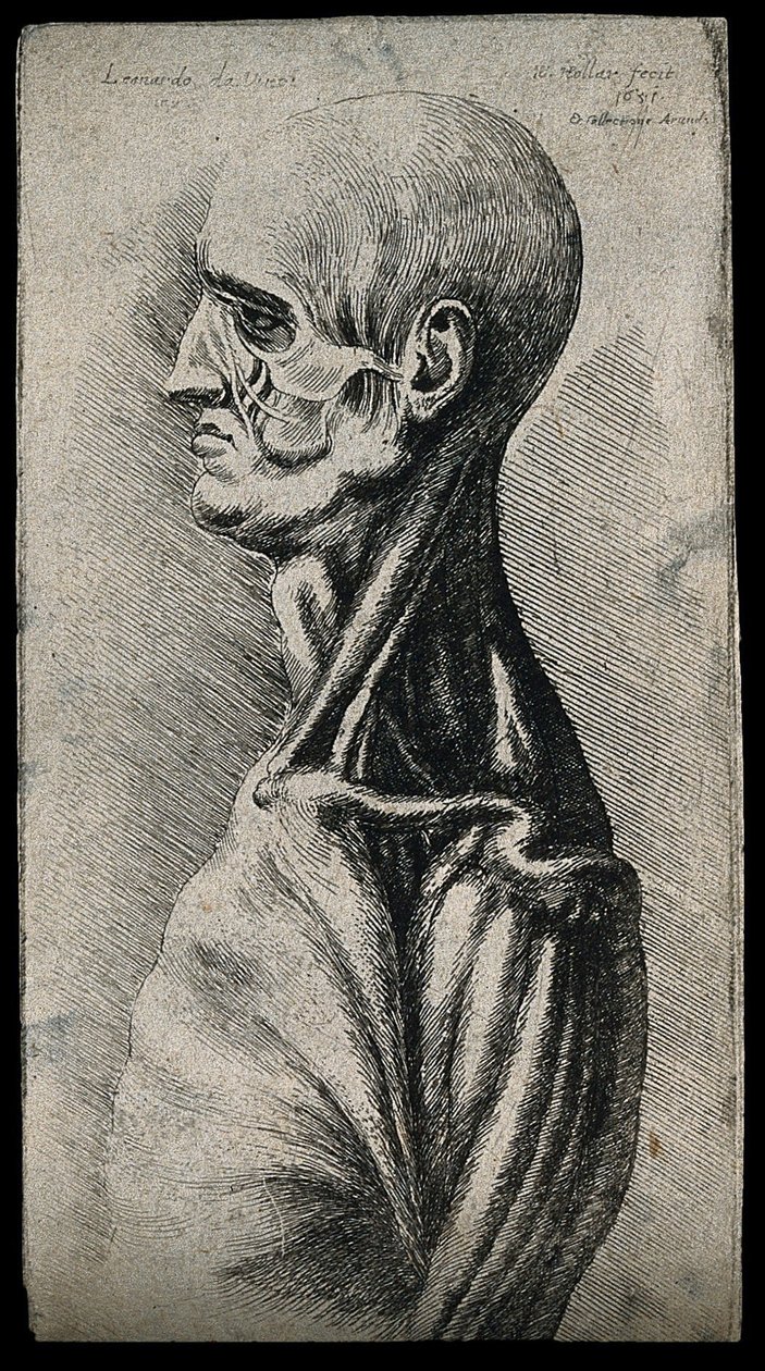 Hoofd en schouders van een man, gezien van links door Leonardo da Vinci