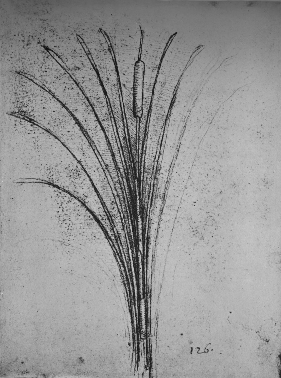 Een lisdodde, ca. 1480 1945 door Leonardo da Vinci