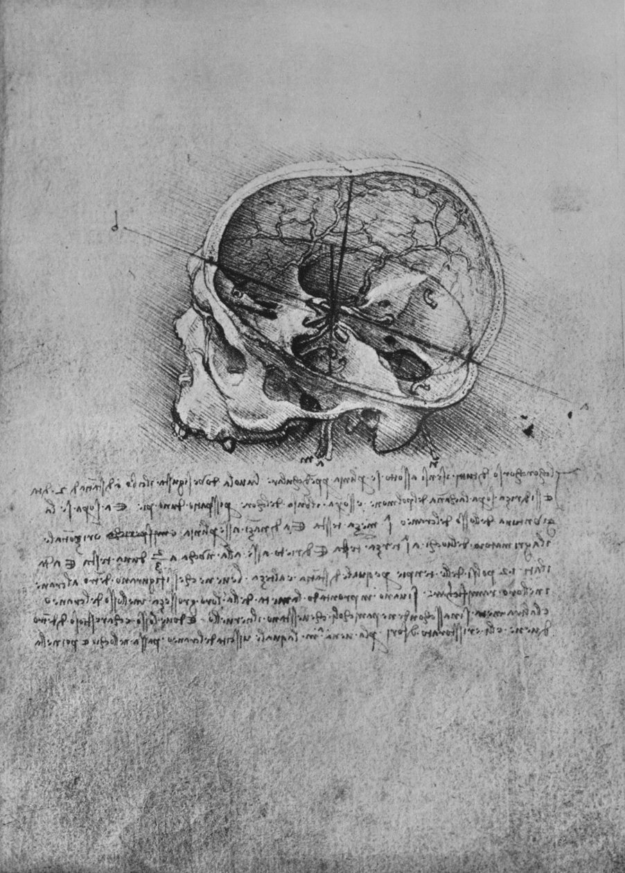 Anatomische tekening van een schedel naar links, ca. 1480, 1945 door Leonardo da Vinci