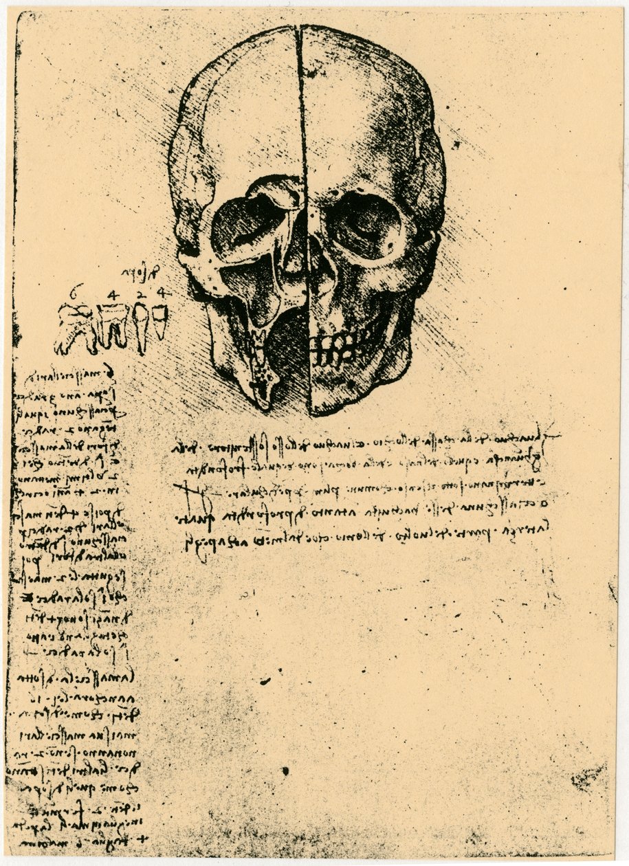 Anatomische schets van een menselijke schedel, ca. 1472-1519 door Leonardo da Vinci