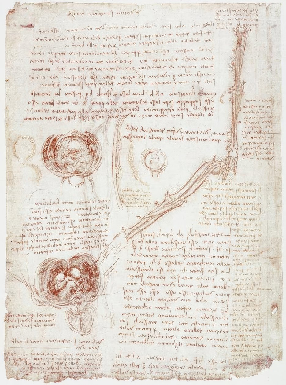 Anatomiestudies: Beweging van het Ellebooggewricht / Foetus in de Baarmoeder door Leonardo da Vinci