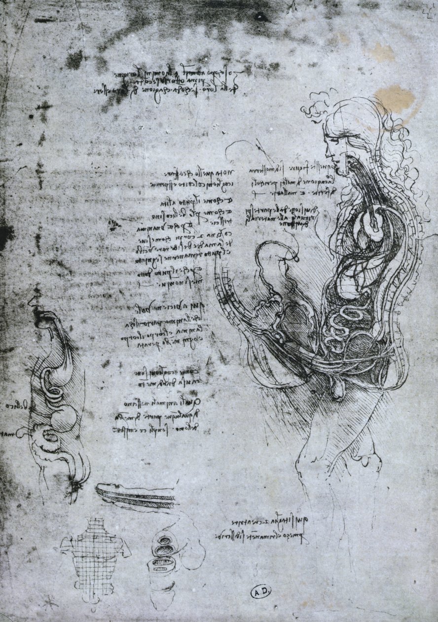Coïtus van Gehalveerde Man en Vrouw, facsimile kopie door Leonardo da Vinci
