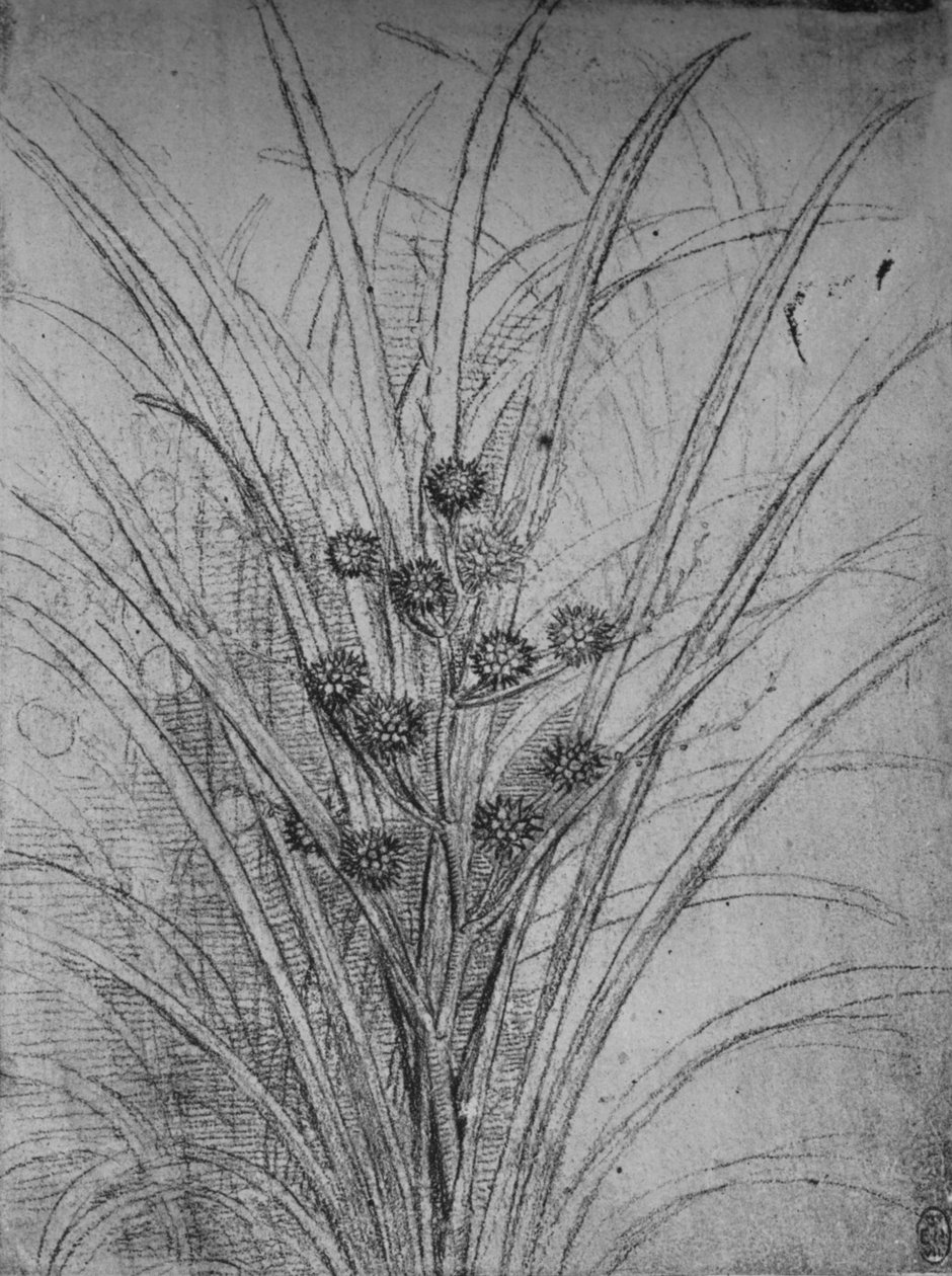 Bloeiende russen, c1480 door Leonardo da Vinci