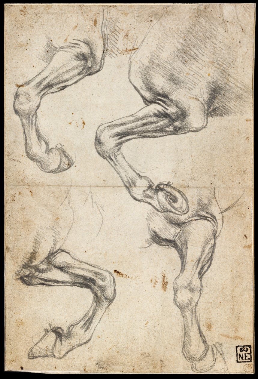 Studies van het paardenbeen door Leonardo da Vinci