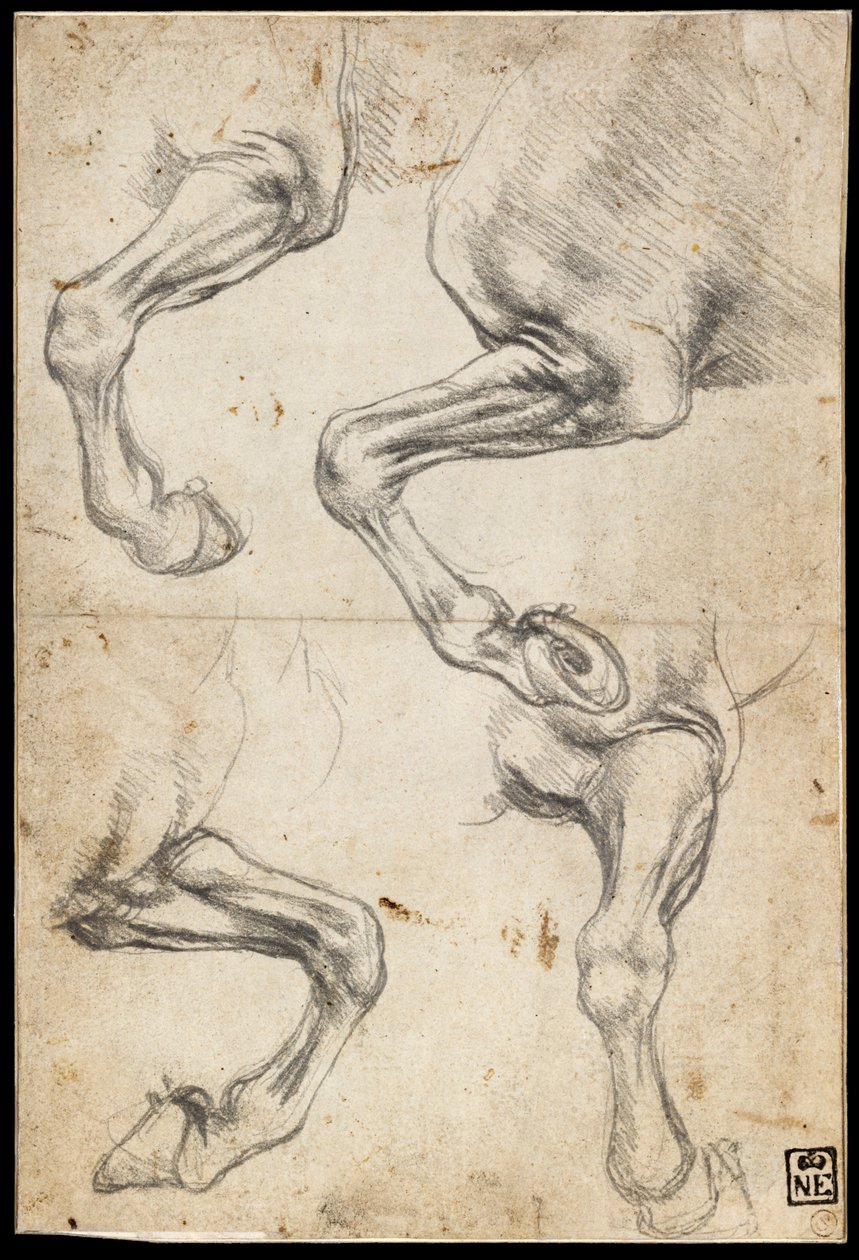 Studies van paardenbenen door Leonardo da Vinci