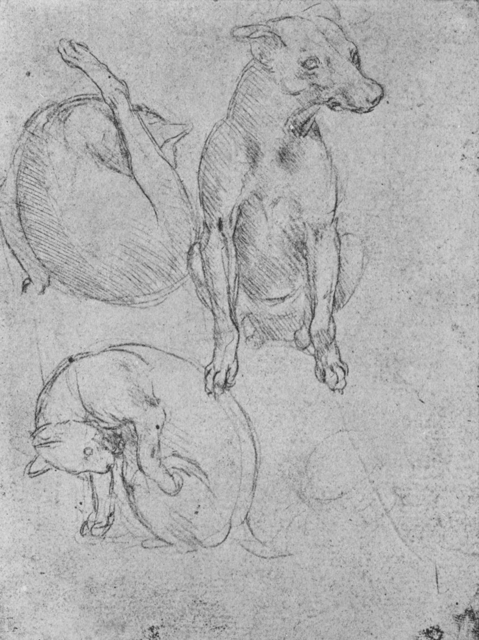 Studies van een Hond en een Kat, ca. 1480 1945 door Leonardo da Vinci