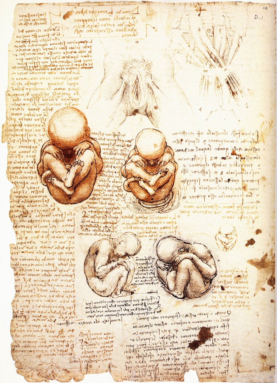 Studies over de foetus zoals verbeeld door de kunstenaar vanuit observatie door keizersnede of vanuit een lijk amp; de structuur van de genitaliën en bekkenspieren van de vrouw/een vrouw. door Leonardo da Vinci