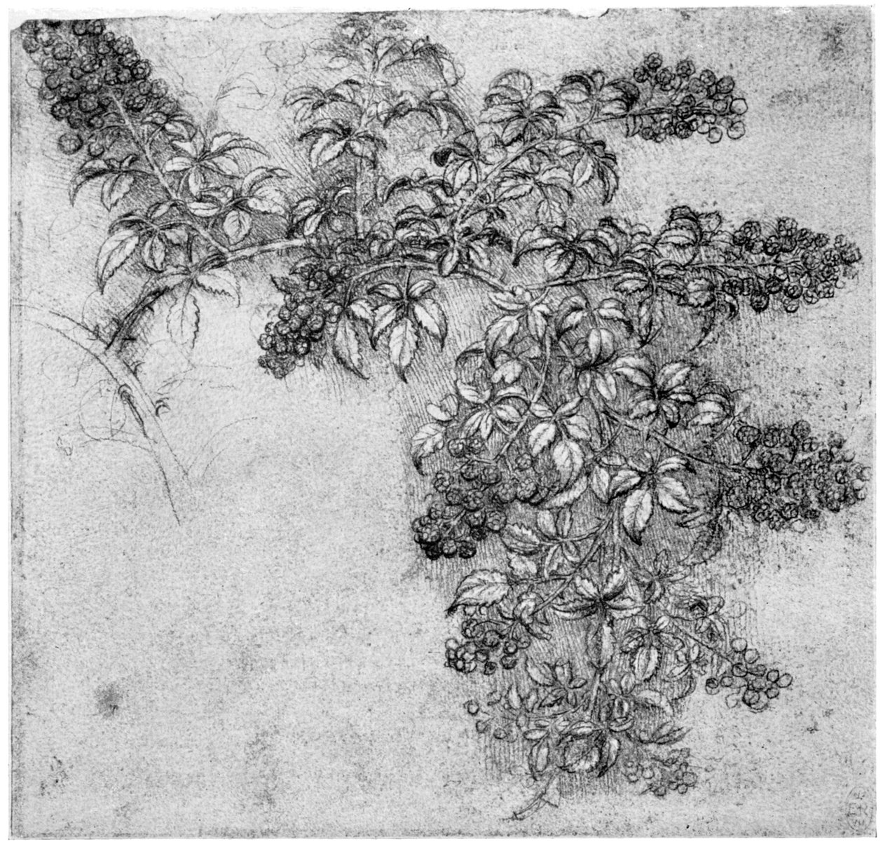 Studie van een braamtak, laat 15e of vroeg 16e eeuw door Leonardo da Vinci