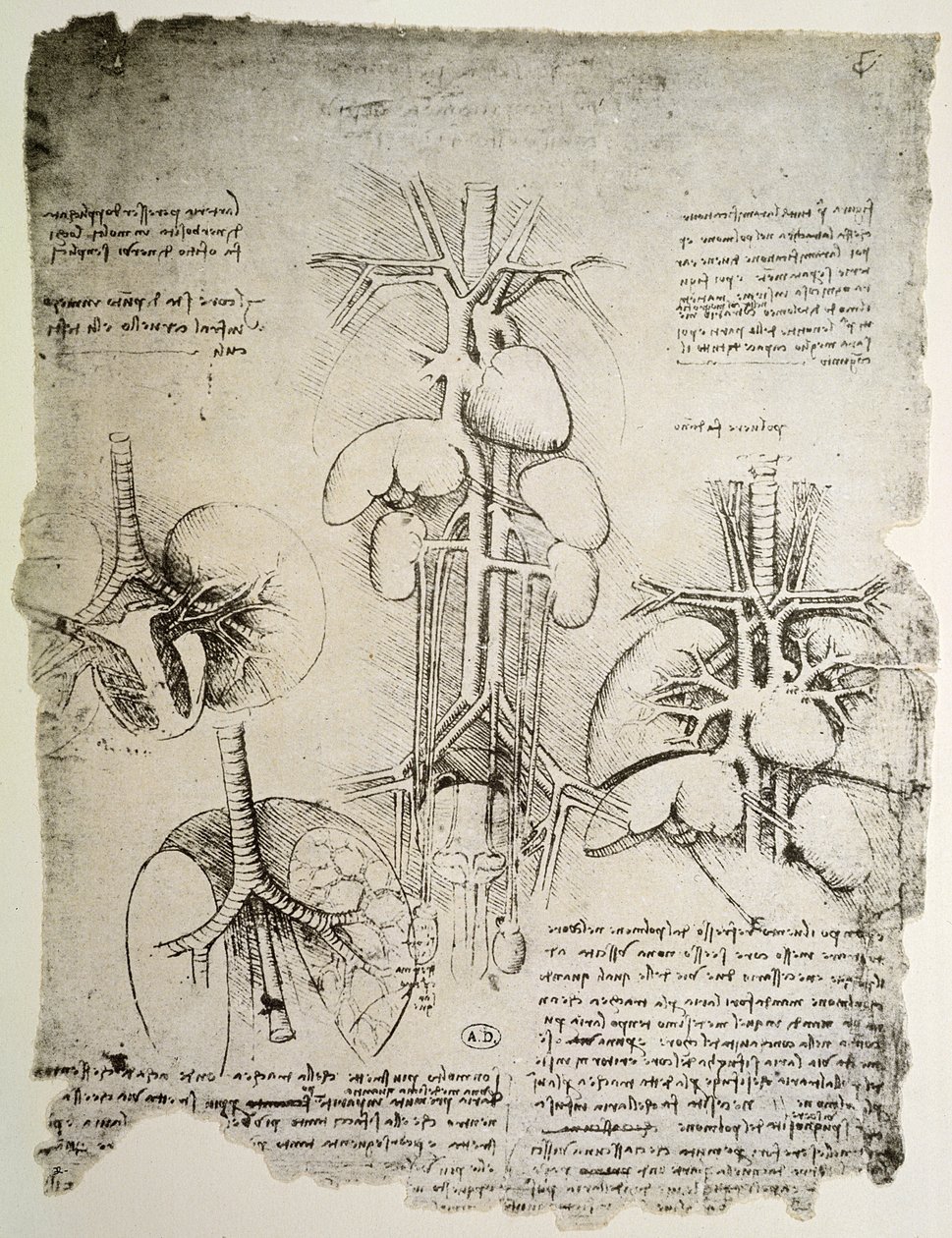 Het hart en de bloedsomloop, facsimile van het Windsor-boek door Leonardo da Vinci