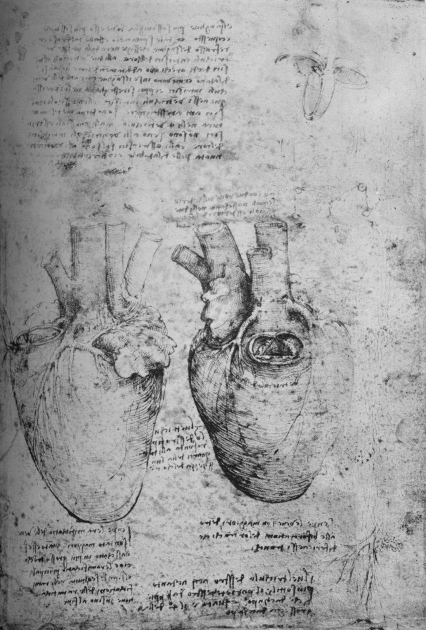 Twee tekeningen van het hart, ca. 1480 door Leonardo da Vinci