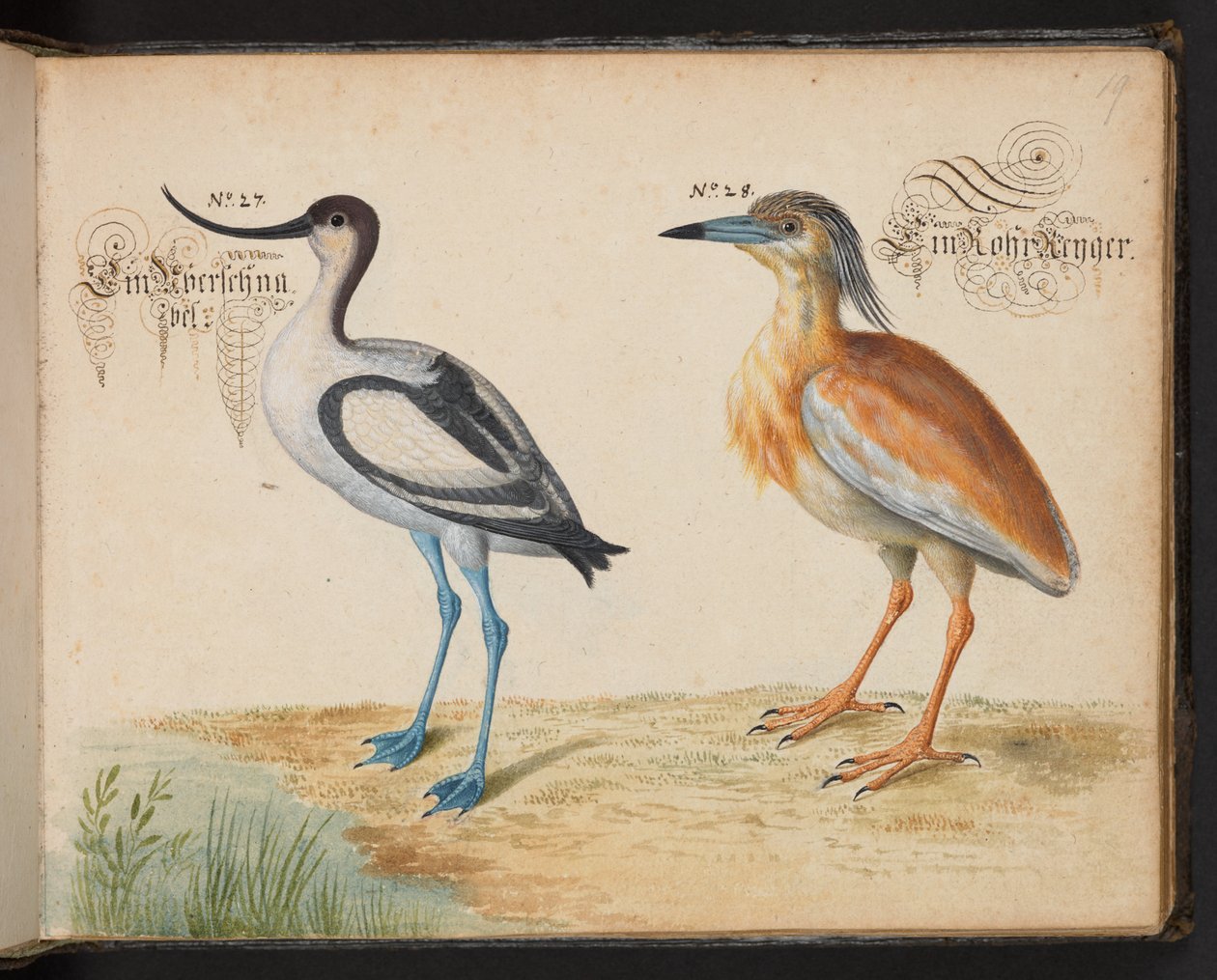 Kluut en Ralreiger door Leonhard Baldner