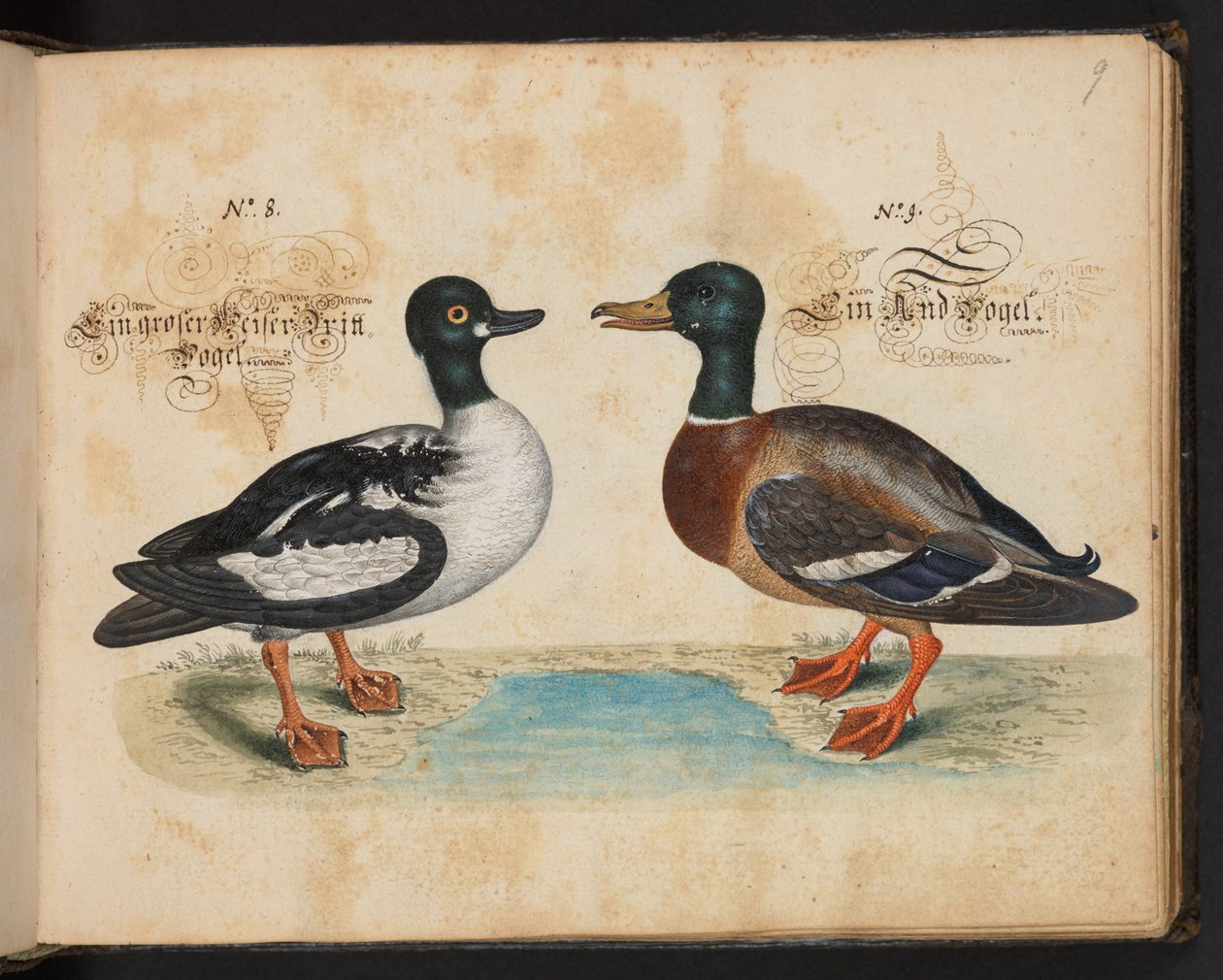Een exacte natuurlijke beschrijving en afbeelding van de watervogels, vissen, viervoetige dieren, insecten en wormen, die in de wateren van Straatsburg worden gevonden, die ik zelf heb geschoten en behandeld. Leonard Baldner, visser en burger in Straatsbur door Leonhard Baldner