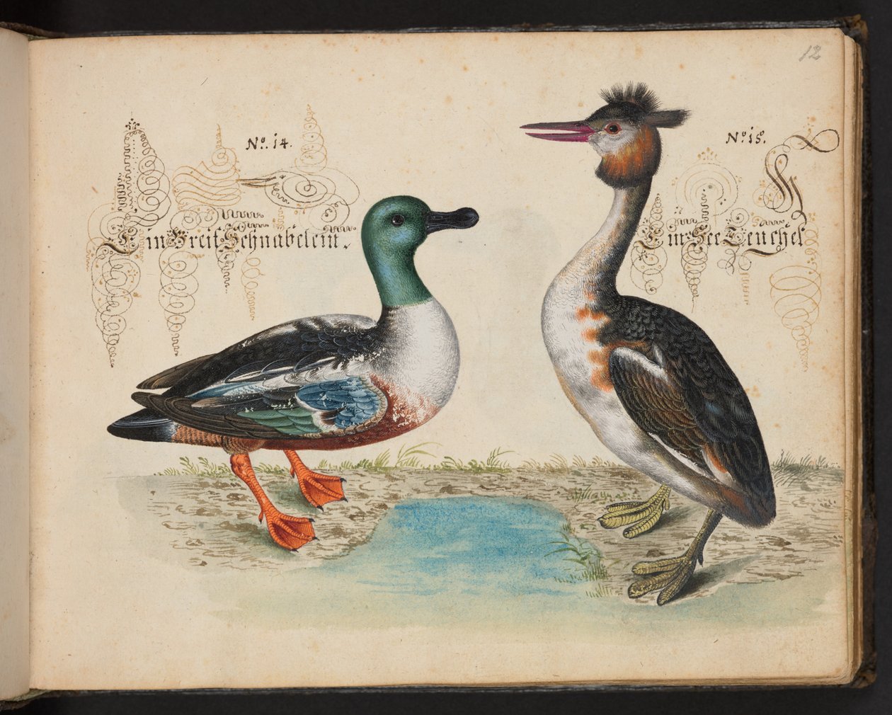 Een exacte natuurlijke beschrijving en afbeelding van de watervogels, vissen, viervoetige dieren, insecten en wormen, die in de wateren van Straatsburg worden gevonden, die ik zelf heb geschoten en behandeld. Leonard Baldner, visser en burger in Straatsbur door Leonhard Baldner