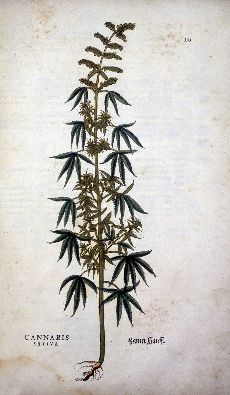 Cannabis Sativa (Hennep) - in 