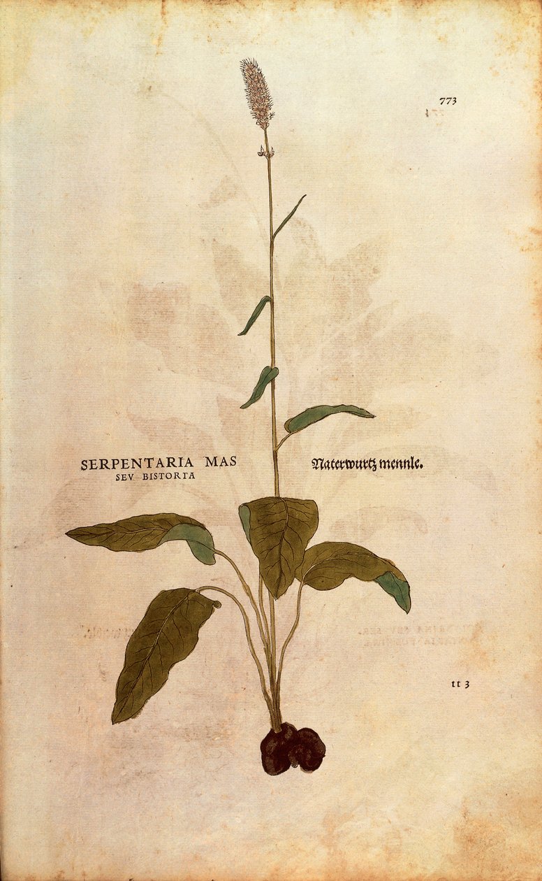 Gewone Bistort - Persicaria bistorta door Leonhart Fuchs uit De historia stirpium commentarii insignes, gekleurde gravure door Leonhard Fuchs