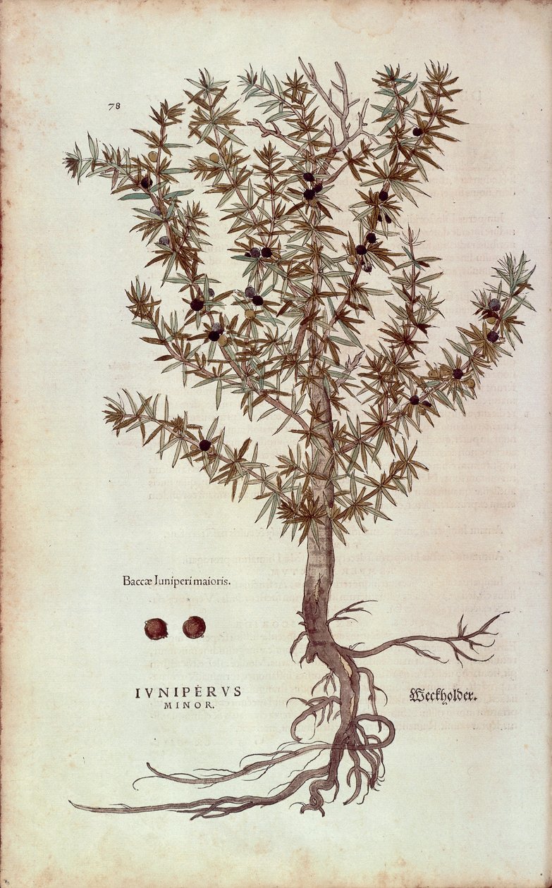 Gewone jeneverbes - Juniperus communis (Juniperus minor) door Leonhart Fuchs uit De historia stirpium commentarii insignes (Notable Commentaries on the History of Plants), gekleurde gravure door Leonhard Fuchs