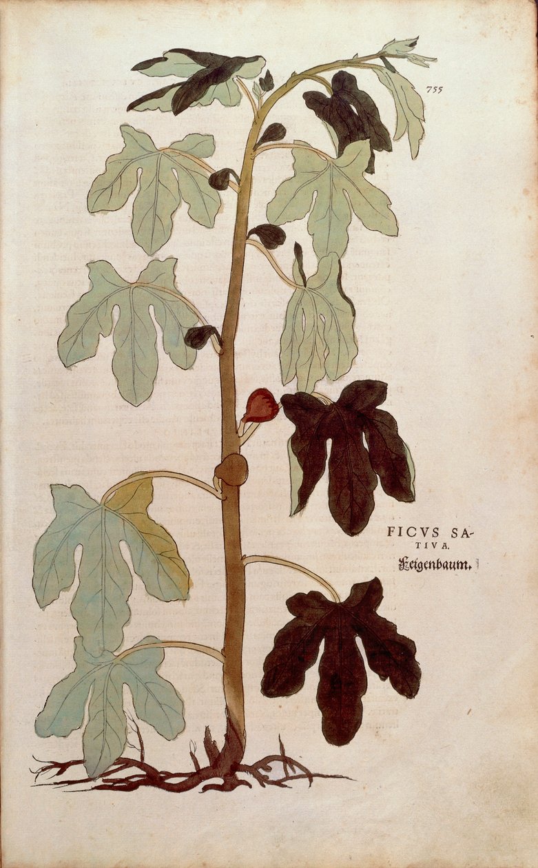 Gewone vijg - Ficus carica, gekleurde gravure uit De historia stirpium commentarii insignes door Leonhard Fuchs