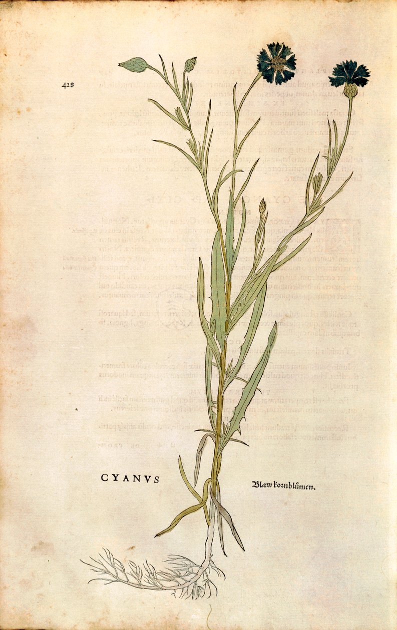 Korenbloem (Centaurea cyanus) door Leonhart Fuchs uit De historia stirpium commentarii insignes (Opmerkelijke commentaren over de geschiedenis van planten), gekleurde gravure door Leonhard Fuchs