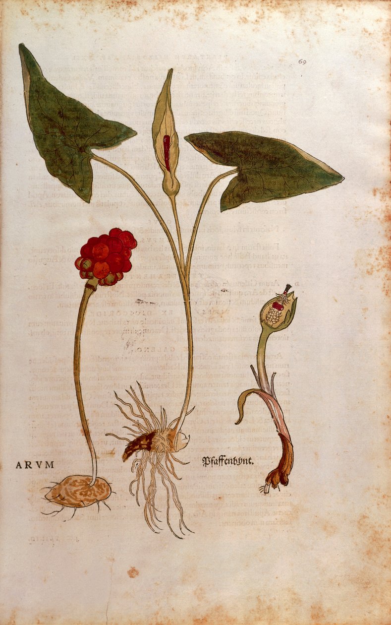 Gevlekte Aronskelk of Italiaanse Aronskelk - Arum italicum (Arum) door Leonhart Fuchs uit De historia stirpium commentarii insignes (Opmerkelijke Commentaren op de Geschiedenis van Planten), gekleurde gravure door Leonhard Fuchs