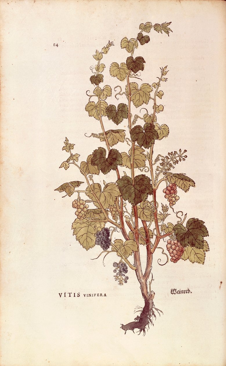 Wijnstok (Vitis vinifera) uit De historia stirpium commentarii insignes (Opmerkelijke commentaren over de geschiedenis van planten), gekleurde gravure door Leonhard Fuchs