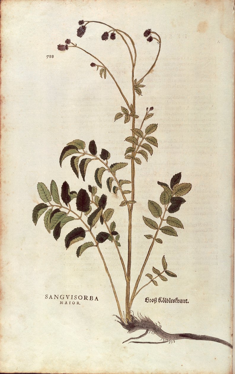 Grote Pimpernel - Sanguisorba officinalis (Sanguisorba major) door Leonhart Fuchs uit De historia stirpium commentarii insignes (Opmerkelijke Commentaren op de Geschiedenis van Planten), gekleurde gravure door Leonhard Fuchs