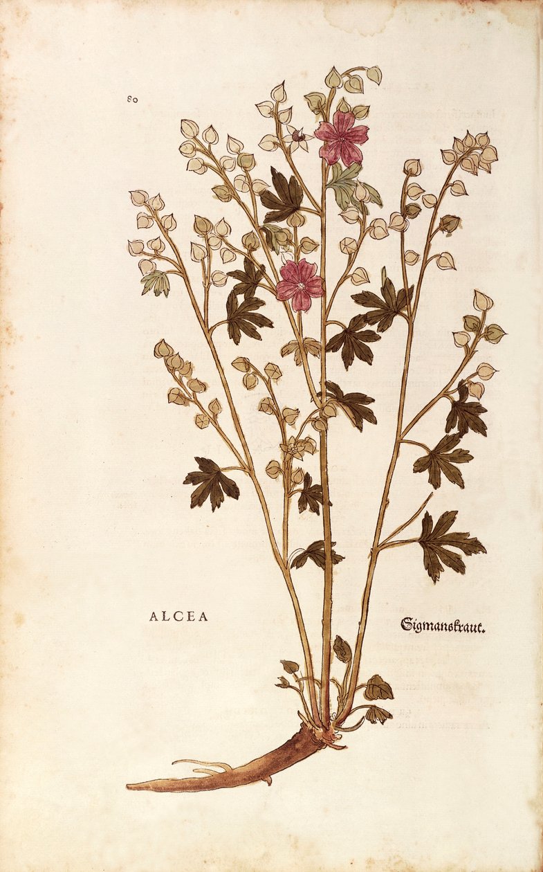 Heemst - Althaea, gekleurde gravure uit De historia stirpium commentarii insignes door Leonhard Fuchs