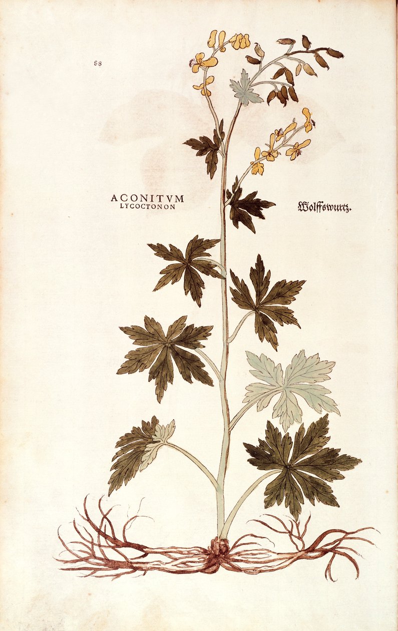 Noordelijke monnikskap (Aconitum lycoctonum) door Leonhart Fuchs uit De historia stirpium commentarii insignes (Notable Commentaries on the History of Plants), gekleurde gravure door Leonhard Fuchs
