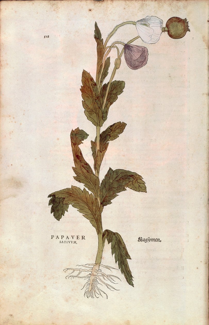 Slaapbol - Papaver somniferum (Papaver satiuum) door Leonhart Fuchs uit De historia stirpium commentarii insignes (Notable Commentaries on the History of Plants), gekleurde gravure door Leonhard Fuchs