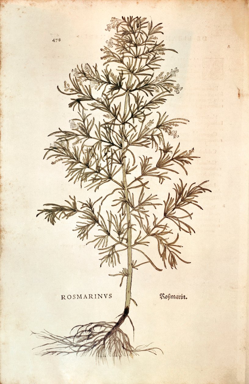 Rozemarijn (Rosmarinus Officinalis) door Leonhard Fuchs